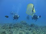 Hawaii Scuba divng 14