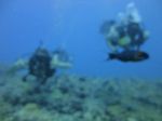 Hawaii Scuba divng 15