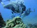 Hawaii Scuba divng 23