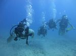 Hawaii Scuba divng 26