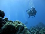 Hawaii Scuba divng 39