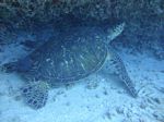 Hawaii Scuba divng 47