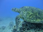 Hawaii Scuba divng 53