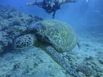 Hawaii Scuba divng 54