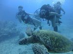 Hawaii Scuba divng 56