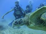 Hawaii Scuba divng 58