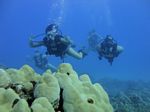 Hawaii Scuba divng 71