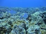 Hawaii Scuba divng 32