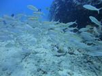 Hawaii Scuba divng 56