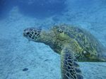 Hawaii Scuba divng 57