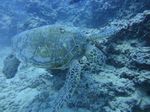 Hawaii Scuba divng 63