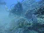 Hawaii Scuba divng 64