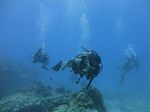 Hawaii Scuba divng 71