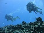 Hawaii Scuba divng 73