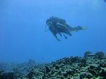 Hawaii Scuba divng 74