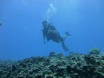 Hawaii Scuba divng 75