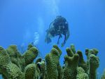 Hawaii Scuba divng 81