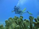 Hawaii Scuba divng 82