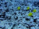 Hawaii Scuba divng 37