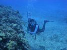 Hawaii Scuba divng 22