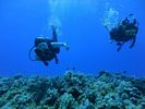 Hawaii Scuba divng 28