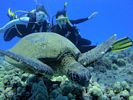 Hawaii Scuba divng 51