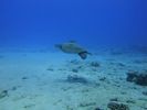 Hawaii Scuba divng 53