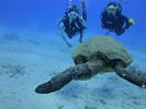 Hawaii Scuba divng 58