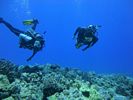 Hawaii Scuba divng 64