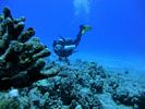 Hawaii Scuba divng 72