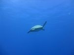 Hawaii Scuba divng 15