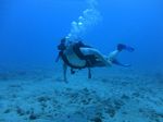 Hawaii Scuba divng 17