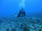 Hawaii Scuba divng 23