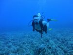 Hawaii Scuba divng 26