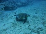 Hawaii Scuba divng 36