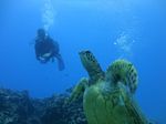 Hawaii Scuba divng 38