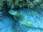 Hawaii Scuba divng 40