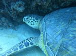 Hawaii Scuba divng 53