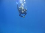 Hawaii Scuba divng 60