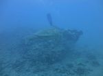 Hawaii Scuba divng 11