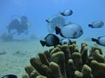 Hawaii Scuba divng 21