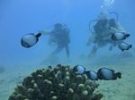 Hawaii Scuba divng 22