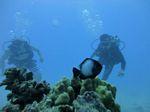 Hawaii Scuba divng 34