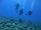 Hawaii Scuba divng 27