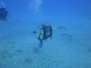 Hawaii Scuba divng 58