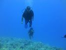 Hawaii Scuba divng 60