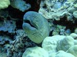 Hawaii Scuba divng 18