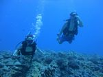 Hawaii Scuba divng 19