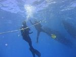 Hawaii Scuba divng 26