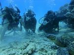 Hawaii Scuba divng 37